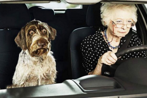 Emeryci będą mogli zwiększyć czas trwania życia dzięki psom Emeryci będą mogli zwiększyć czas trwania życia dzięki psom